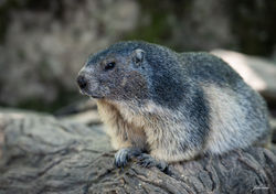 Marmotte
