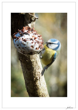 Mésange