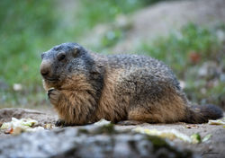 Marmotte