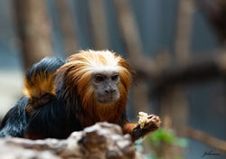 Tamarin Lion à Tête dorée