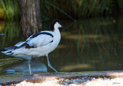 oiseau