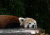 Parc Animalier des Pyrénées