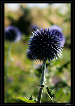 Fleur