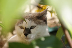 Chat