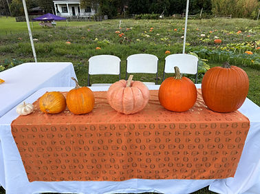 Pictures for price of pumpkins.jpg