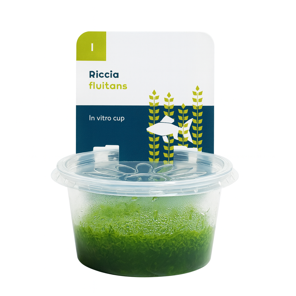 Riccia fluitans (In Vitro / Tissue Culture)
