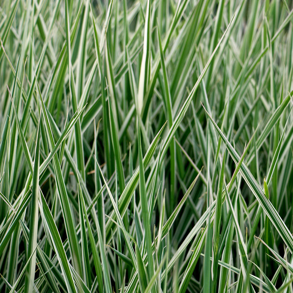 Acorus calamus Variegatus Variegated Sweet Flag