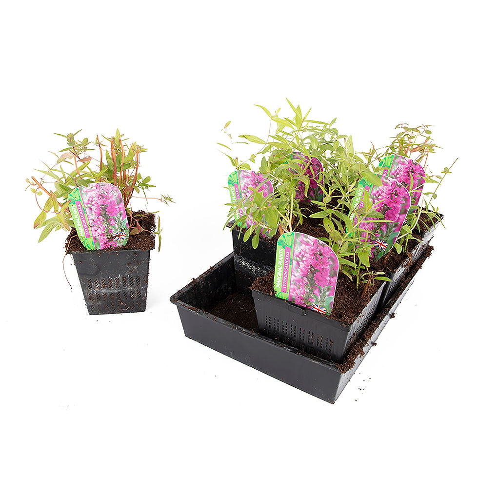 Thumbnail: Lythrum salicaria - Purple Loosestrife pots