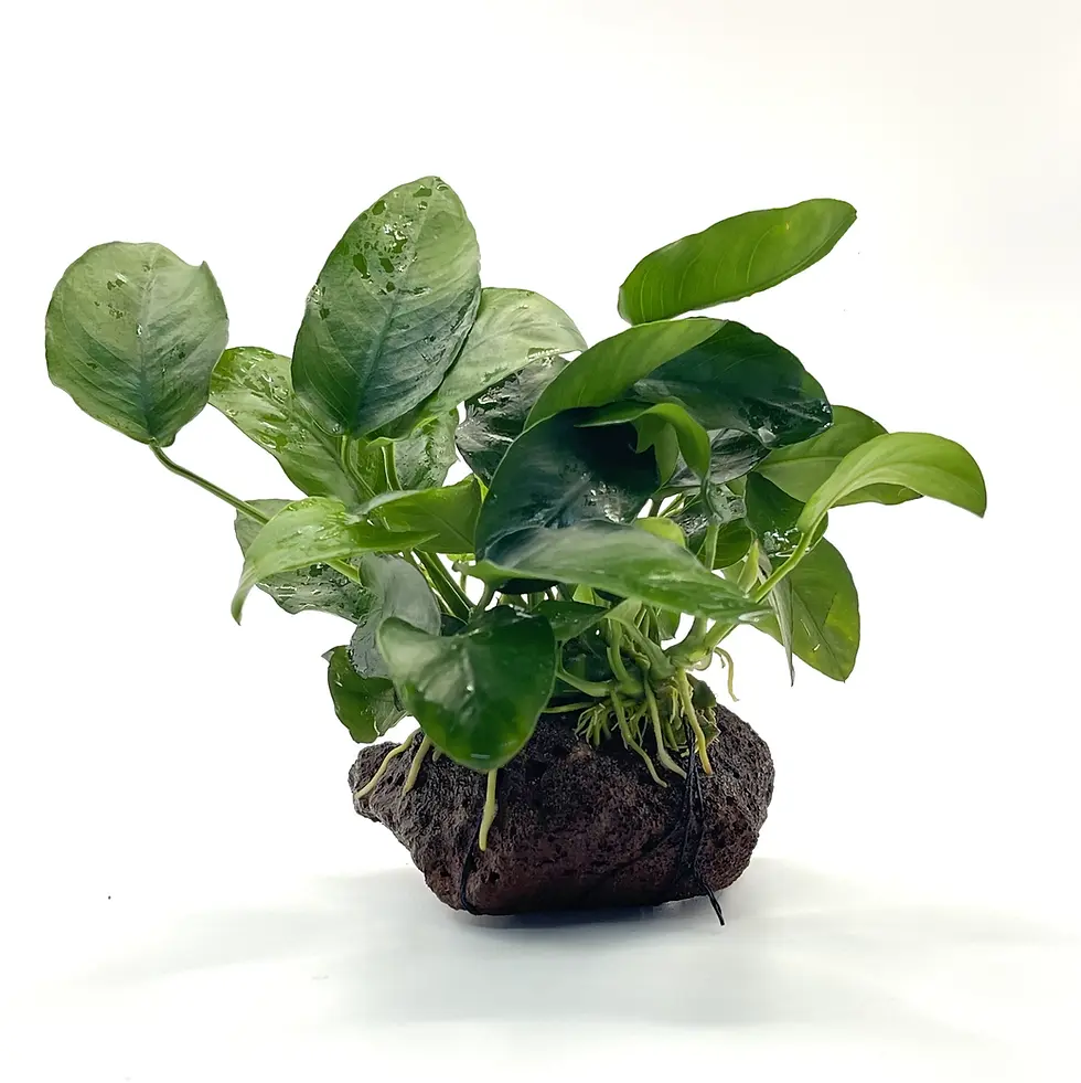Anubias barteri var. nana on Small Lava Rock