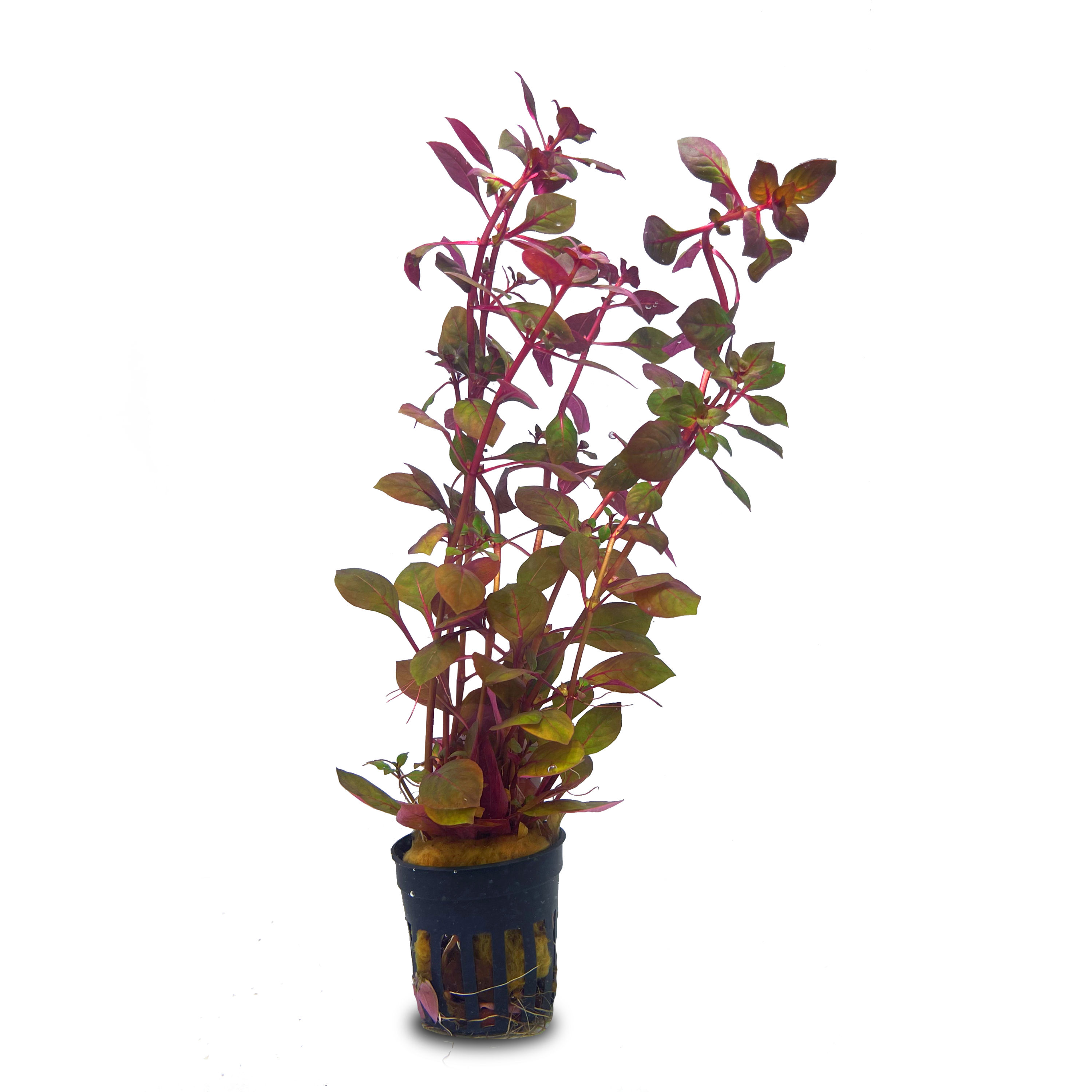 Ludwigia Palustris Mini Super Red