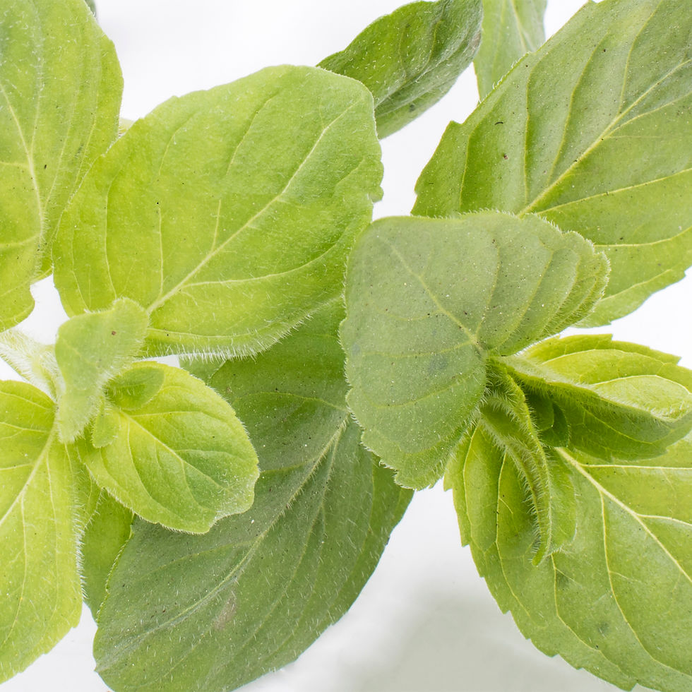 Thumbnail: Mentha Aquatica - Water Mint
