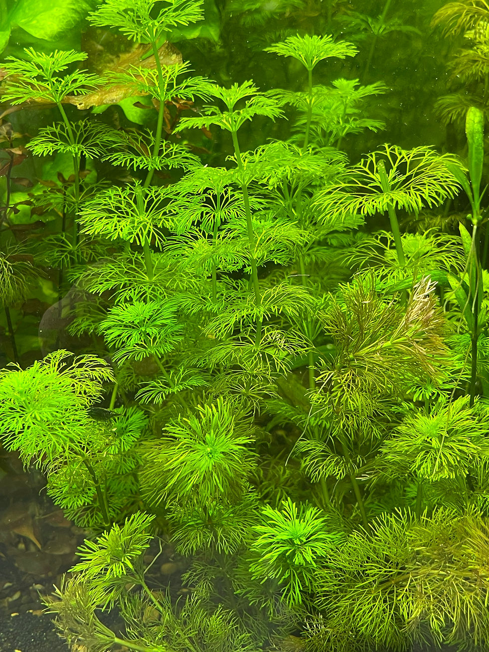 Thumbnail: Limnophila Sessiliflora (Ceramic Ring)