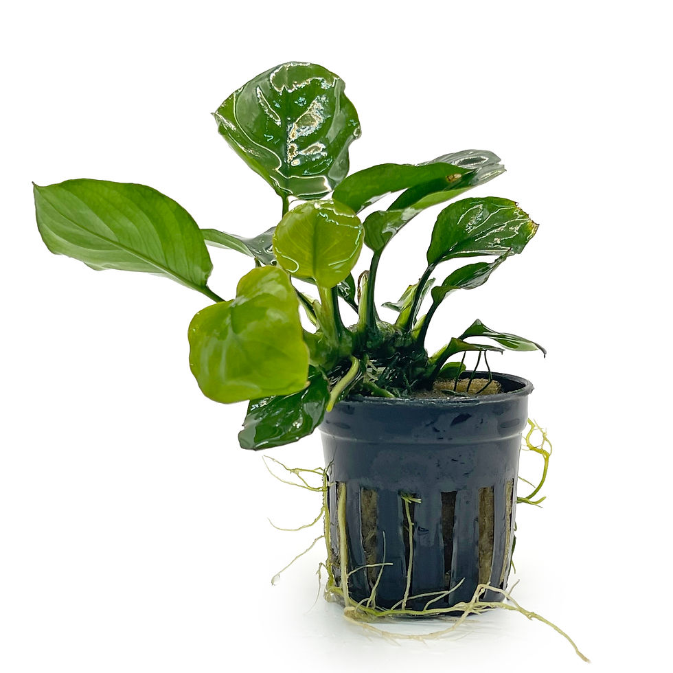 Thumbnail: Anubias var. ‘Golden Coin’