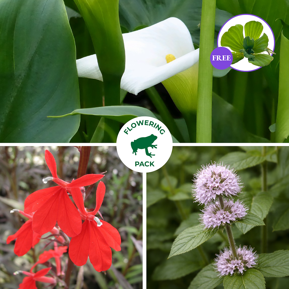 Thumbnail: Wildlife Marginal Pond Plant Pack - 9cm pots