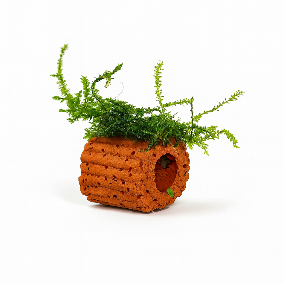 Java Moss on Mini Clay Pot