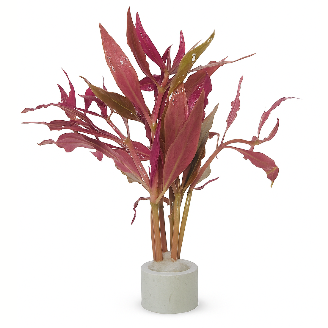 Alternanthera Reineckii