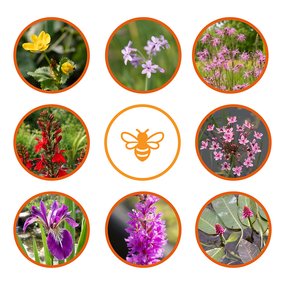 Thumbnail: Bee Friendly 8 Marginal Pond Plant Pack