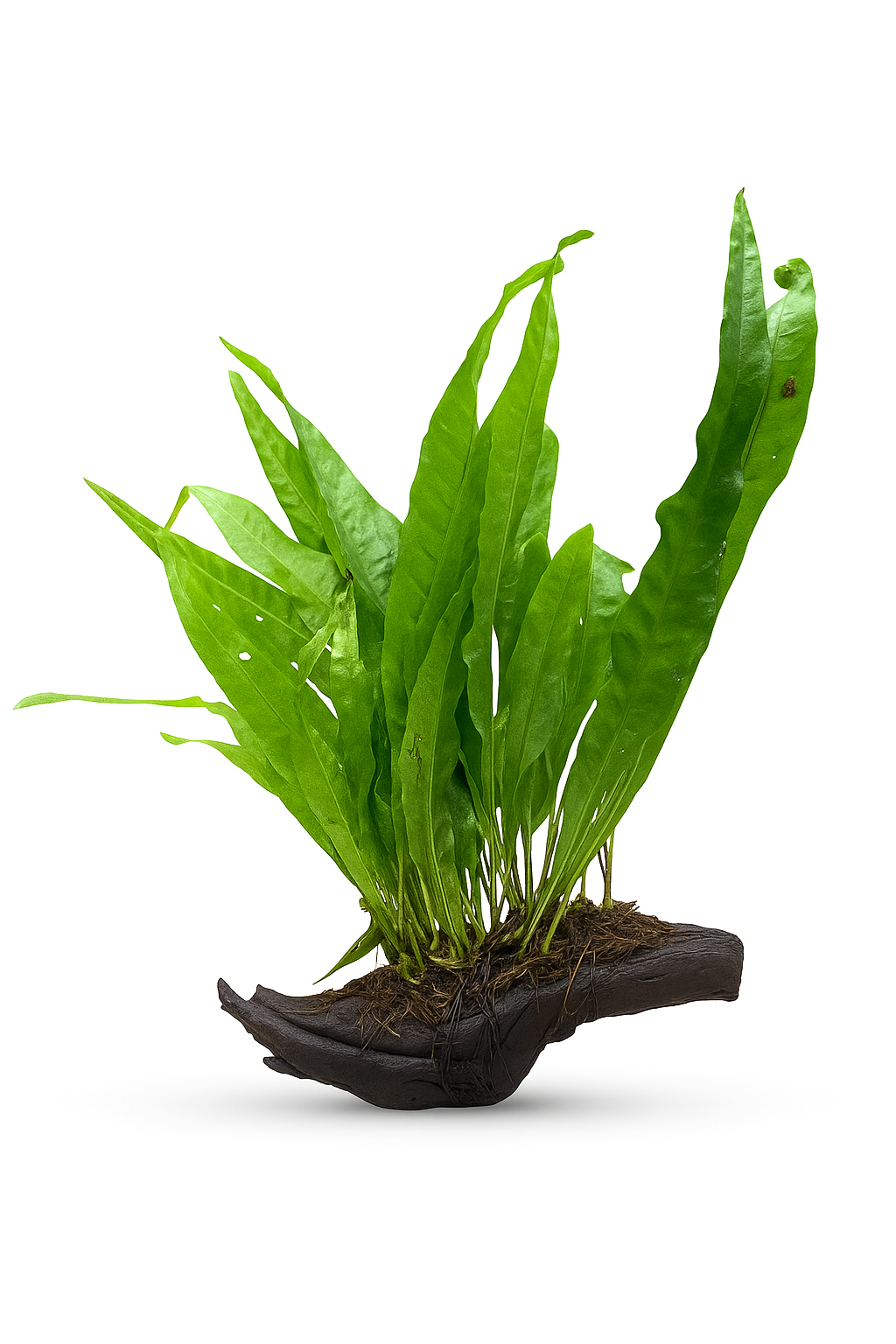 Java Fern on 10cm Driftwood (Microsorum Pteropus)