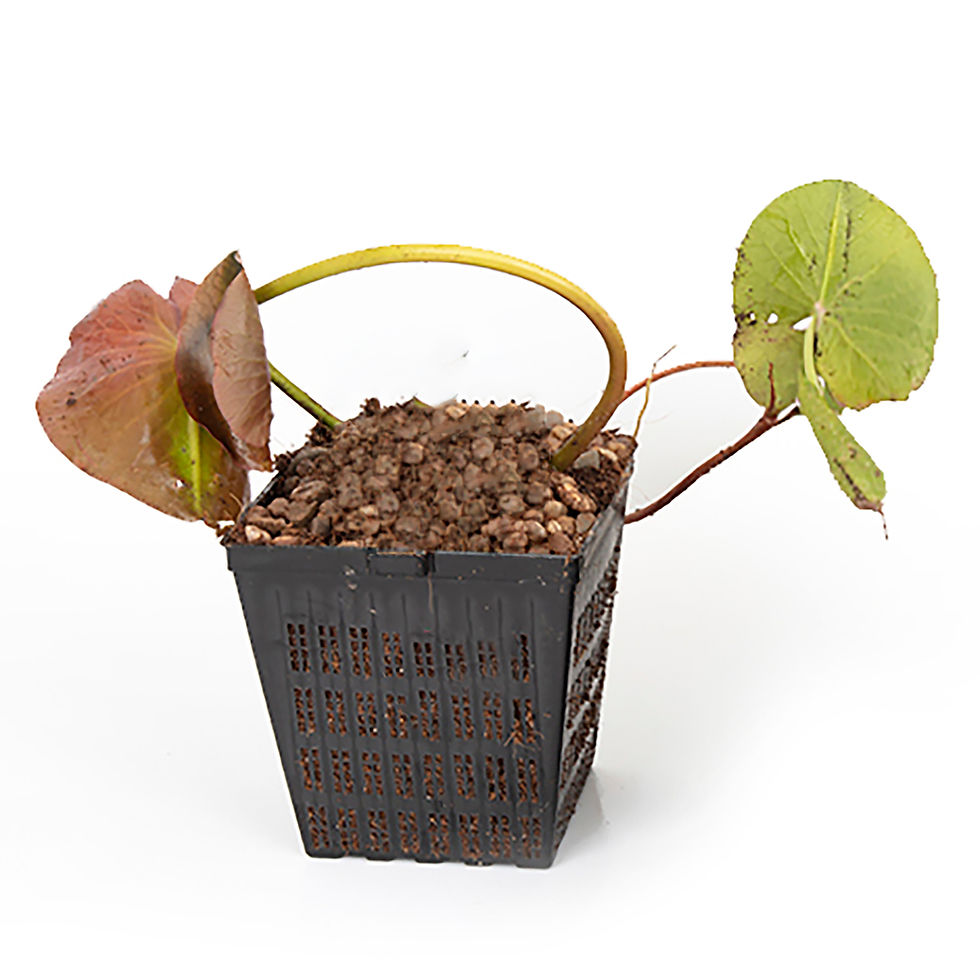 Thumbnail: Lily Potted 1 litre