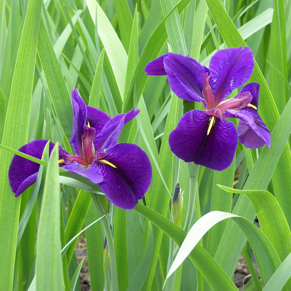 Iris louisiana 'Black Gamecock'