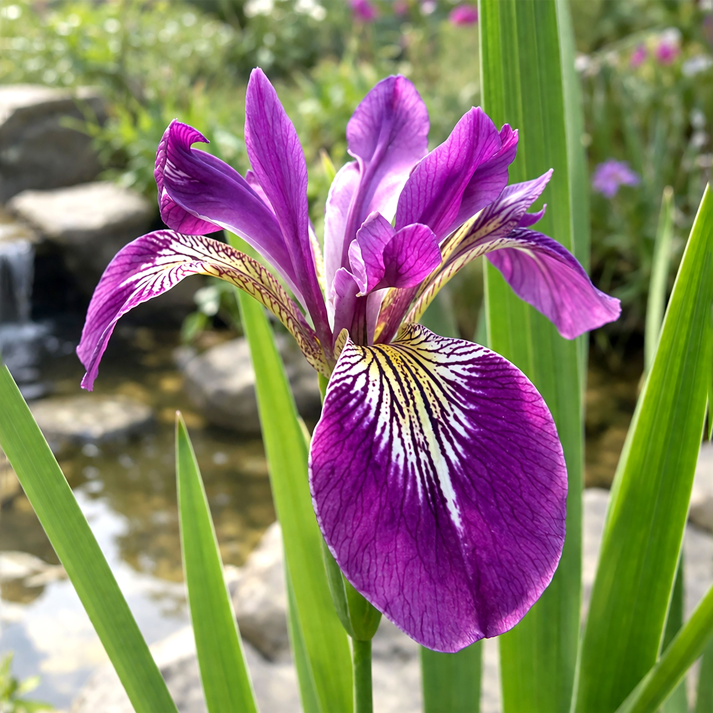 Iris versicolor Kermesina purple pond plant UK