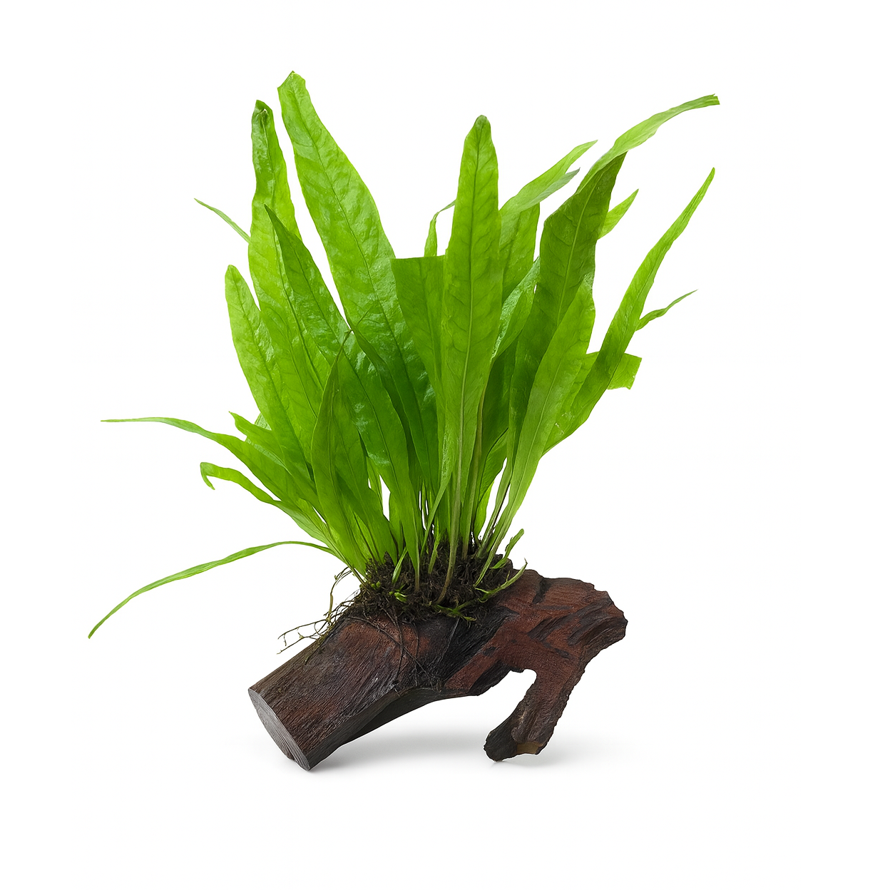 Microsorum Pteropus on 15cm Driftwood