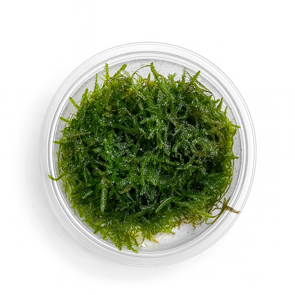 Spikey Moss (Taxiphyllum sp. ‘Spiky’)