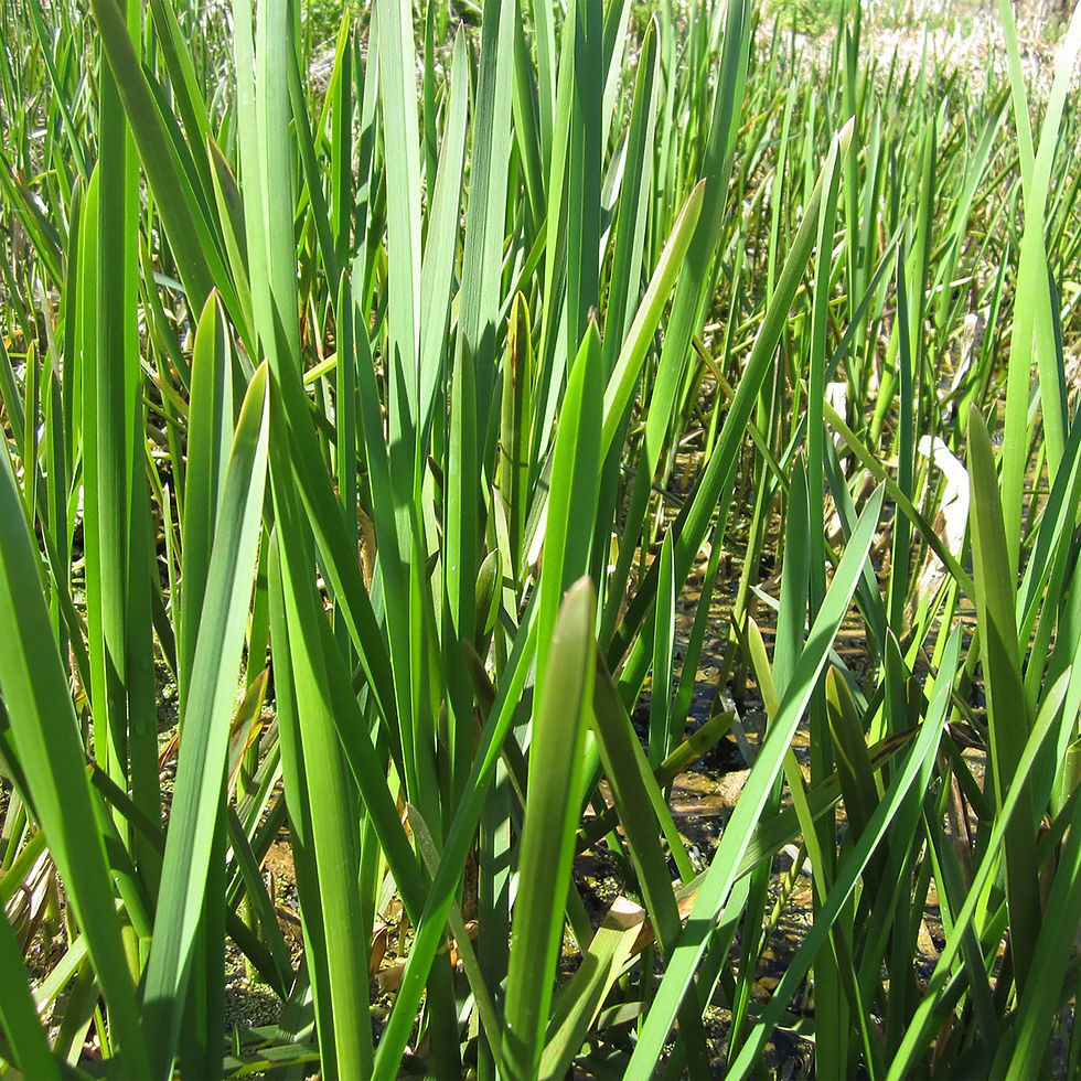 Glyceria maxima - Reed Sweet Grass