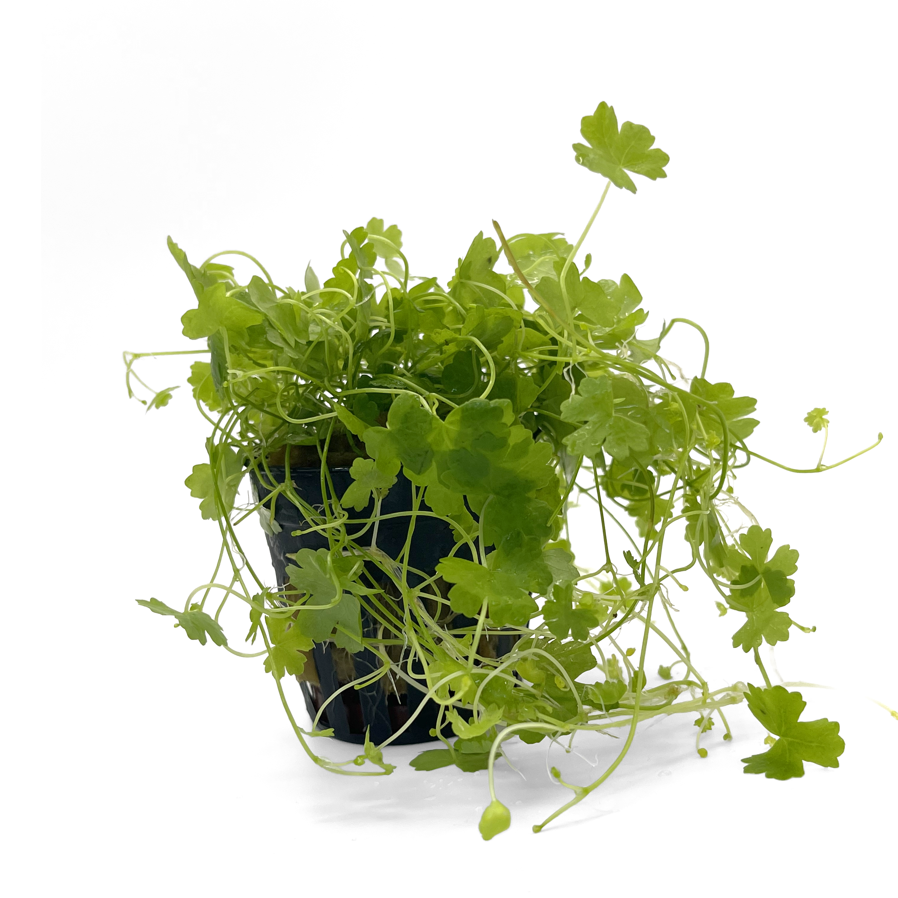 Hydrocotyle tripartita