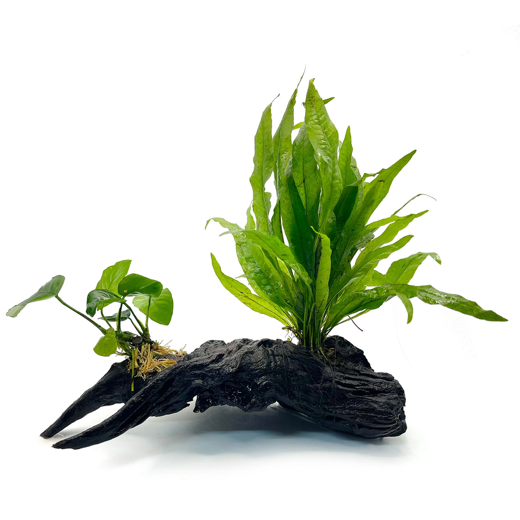 Anubias & Java Fern on Driftwood (30cm wide x 30cm tall)