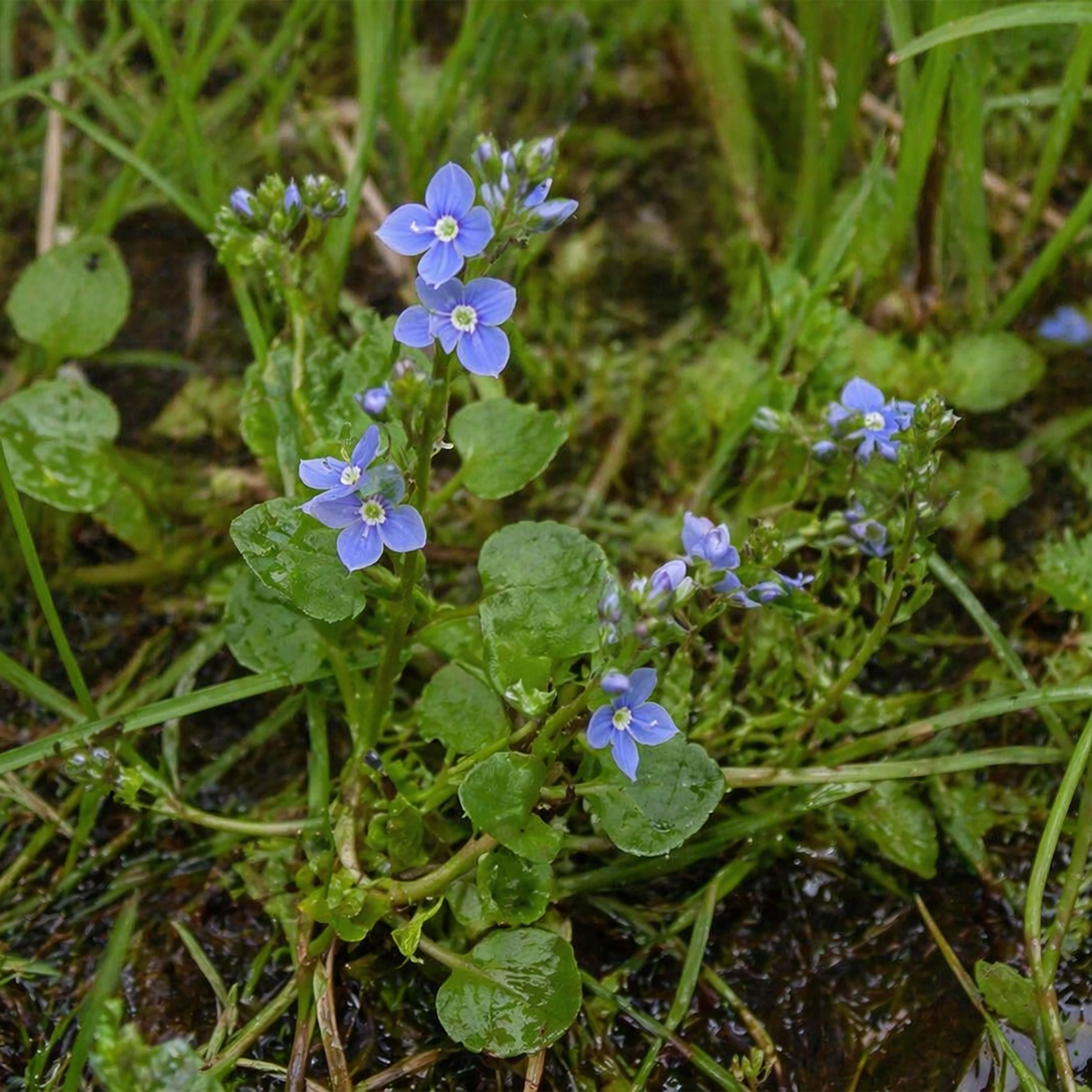 Veronica beccabunga - Brooklime