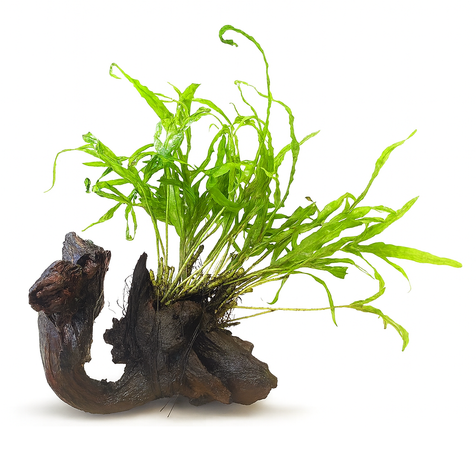 Java Fern Trident on Driftwood