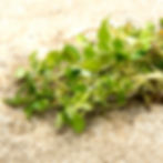 Callitriche - Starwort