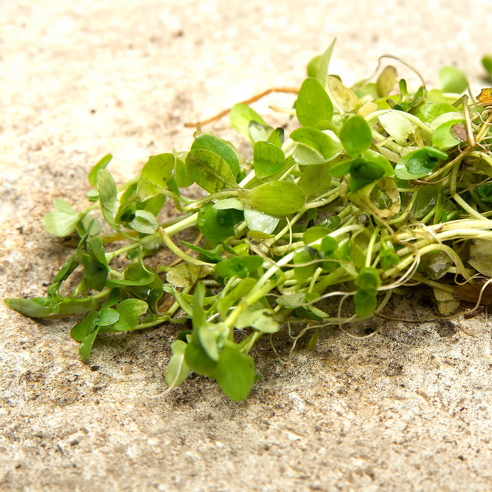 Callitriche - Starwort