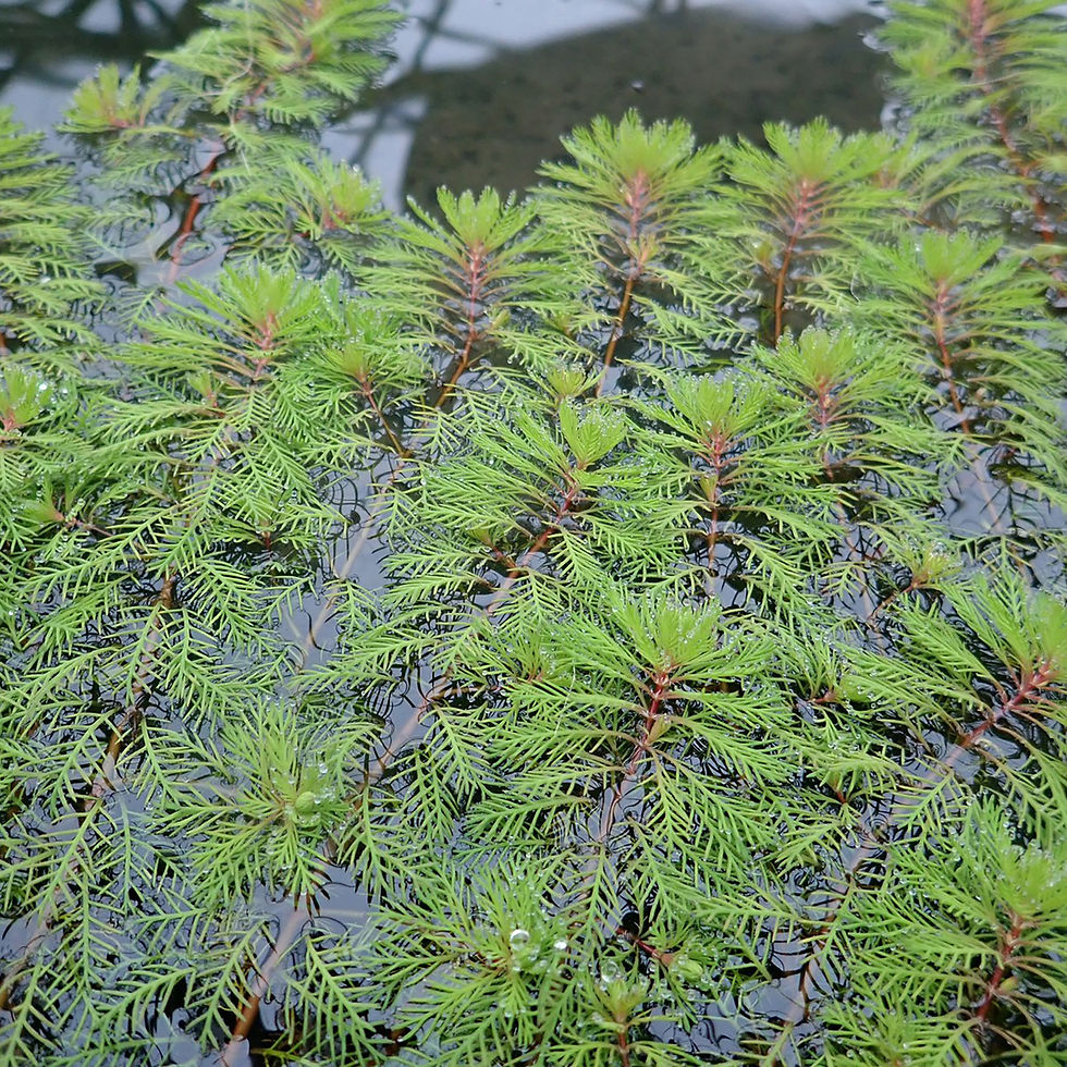 Thumbnail: Myriophyllum 'Rubricaule' - Red Stem Milfoil