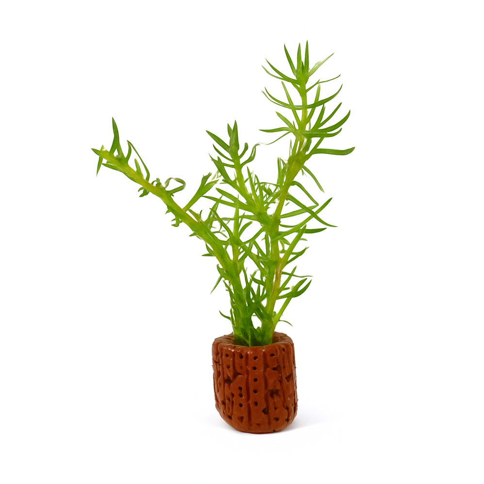 Pogostemon Erectus in Mini Clay Pot