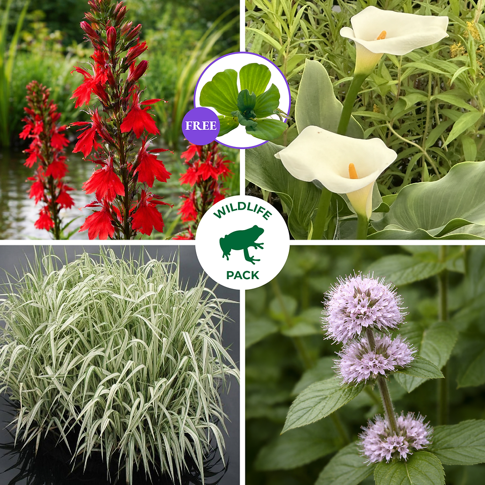 Thumbnail: Wildlife Marginal Pond Plant Pack - 9cm pots