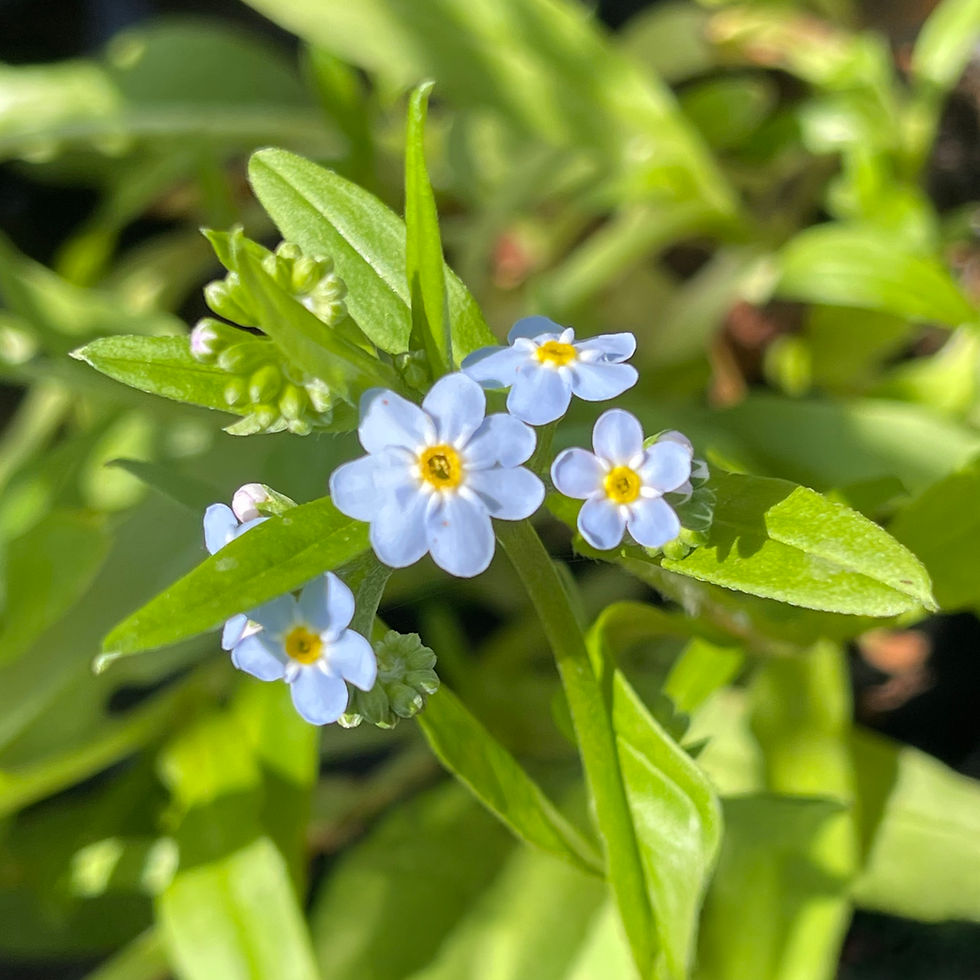 Water Forget Me Not