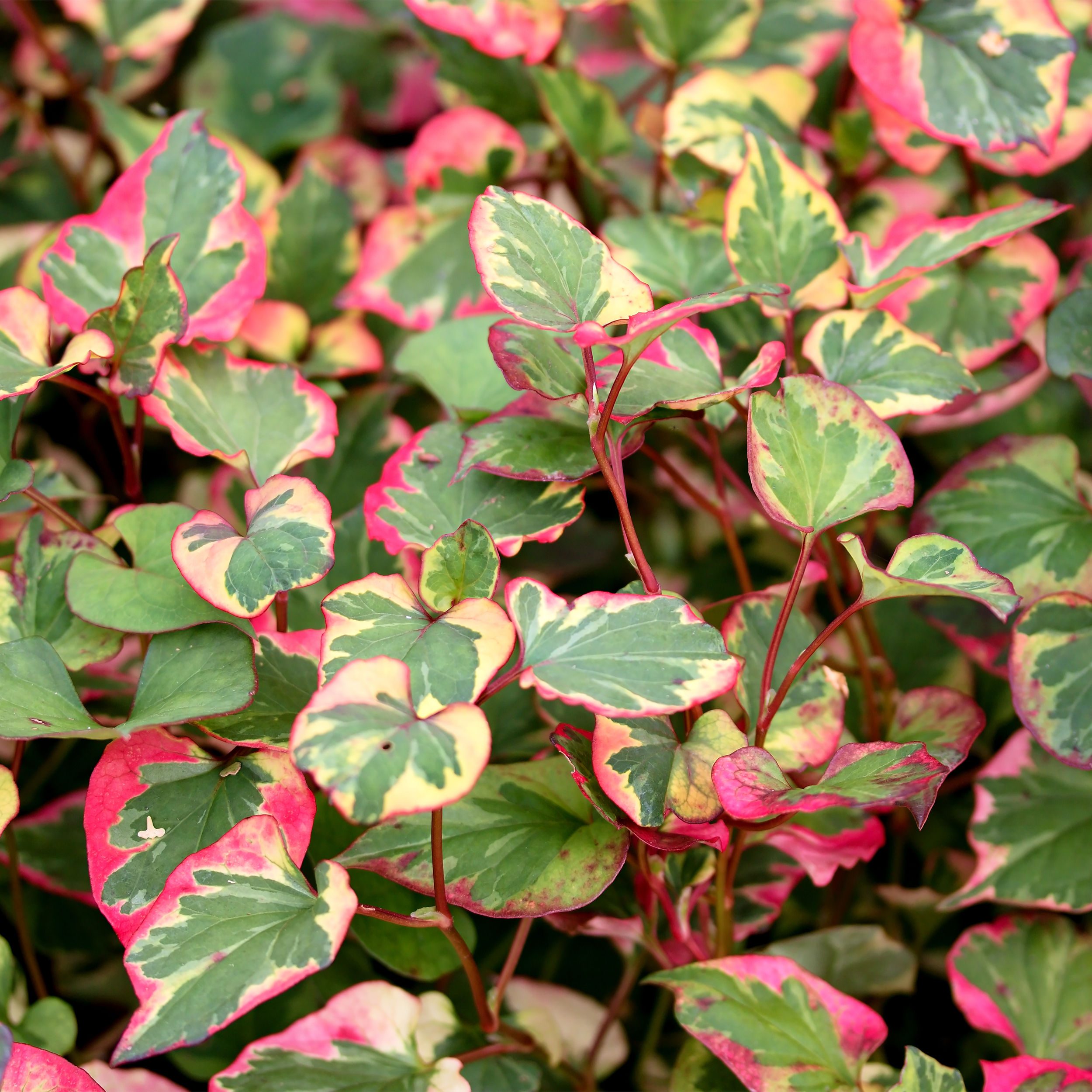 Houttuynia cordata 'Chameleon'