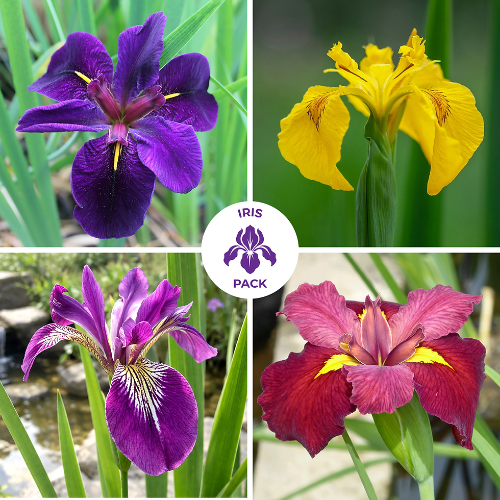Louisiana & Native Iris Pond Plant Pack