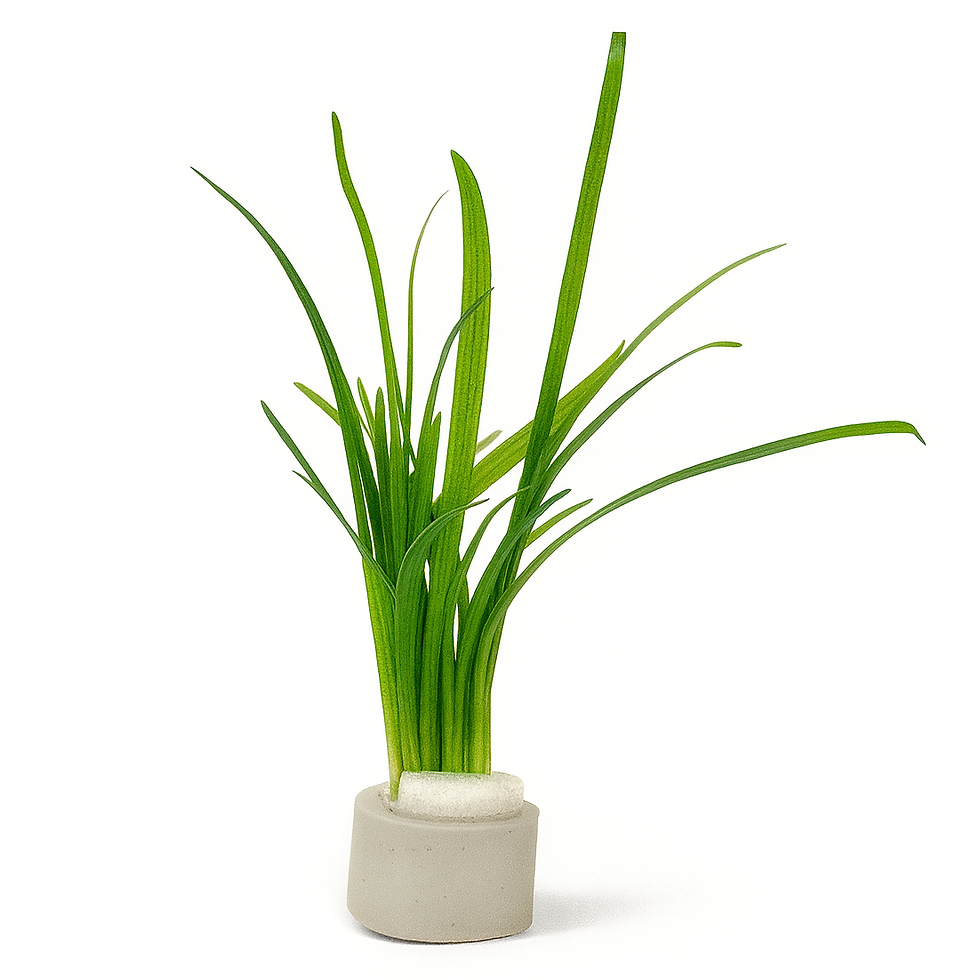 Sagittaria subulata – Dwarf Sag