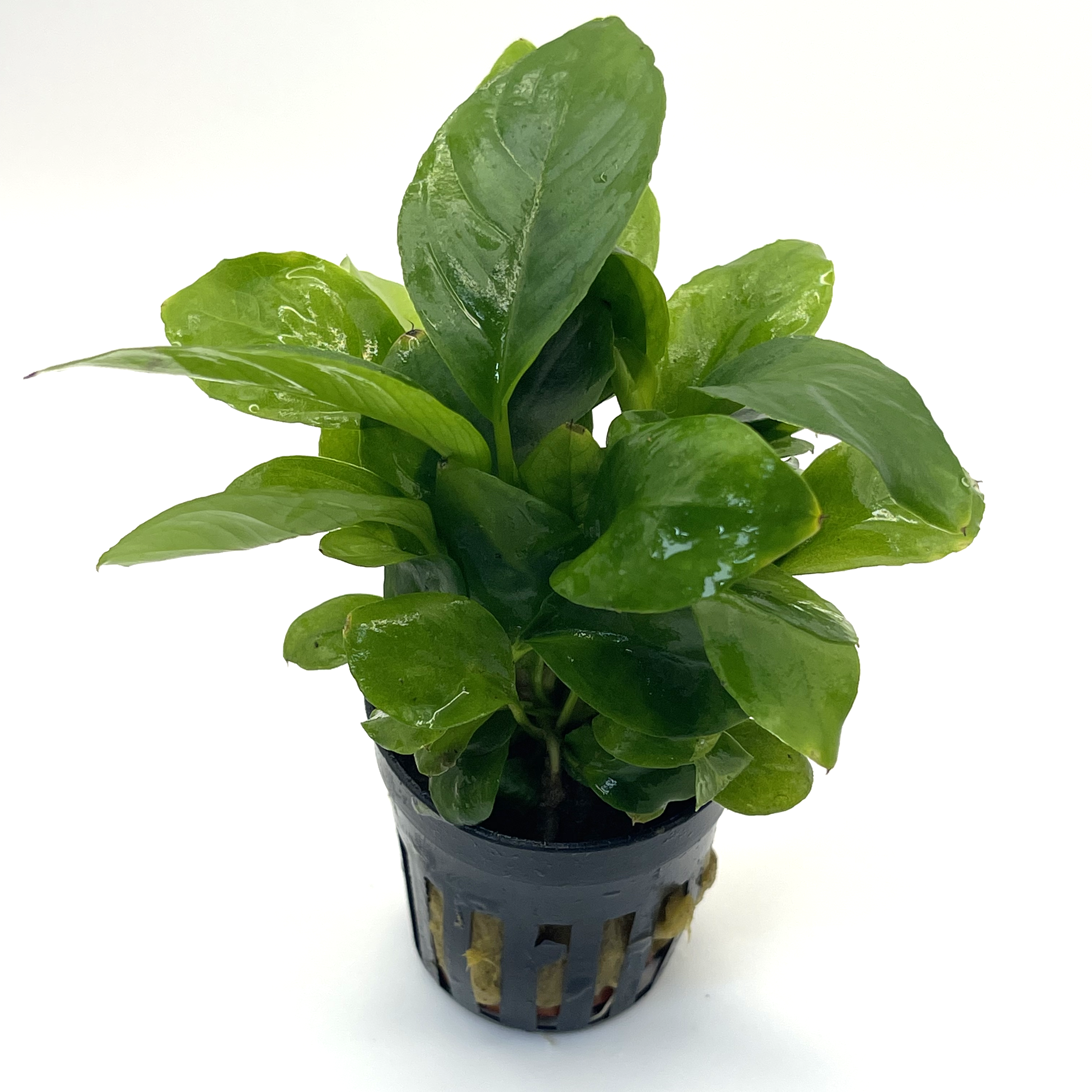 Anubias heterophylla