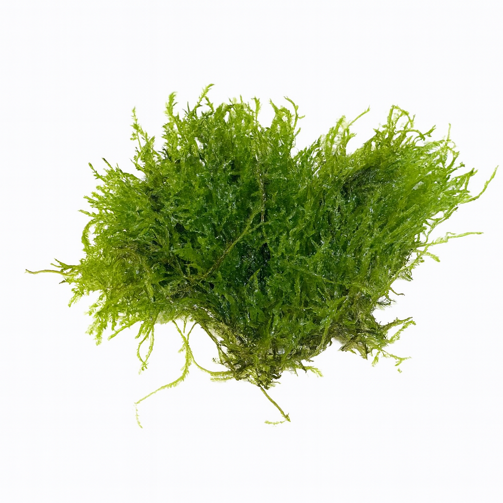 Weeping Moss (Vesicularia ferriei)