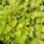 Lysimachia nummularia 'Aurea' - Golden Creeping Jenny