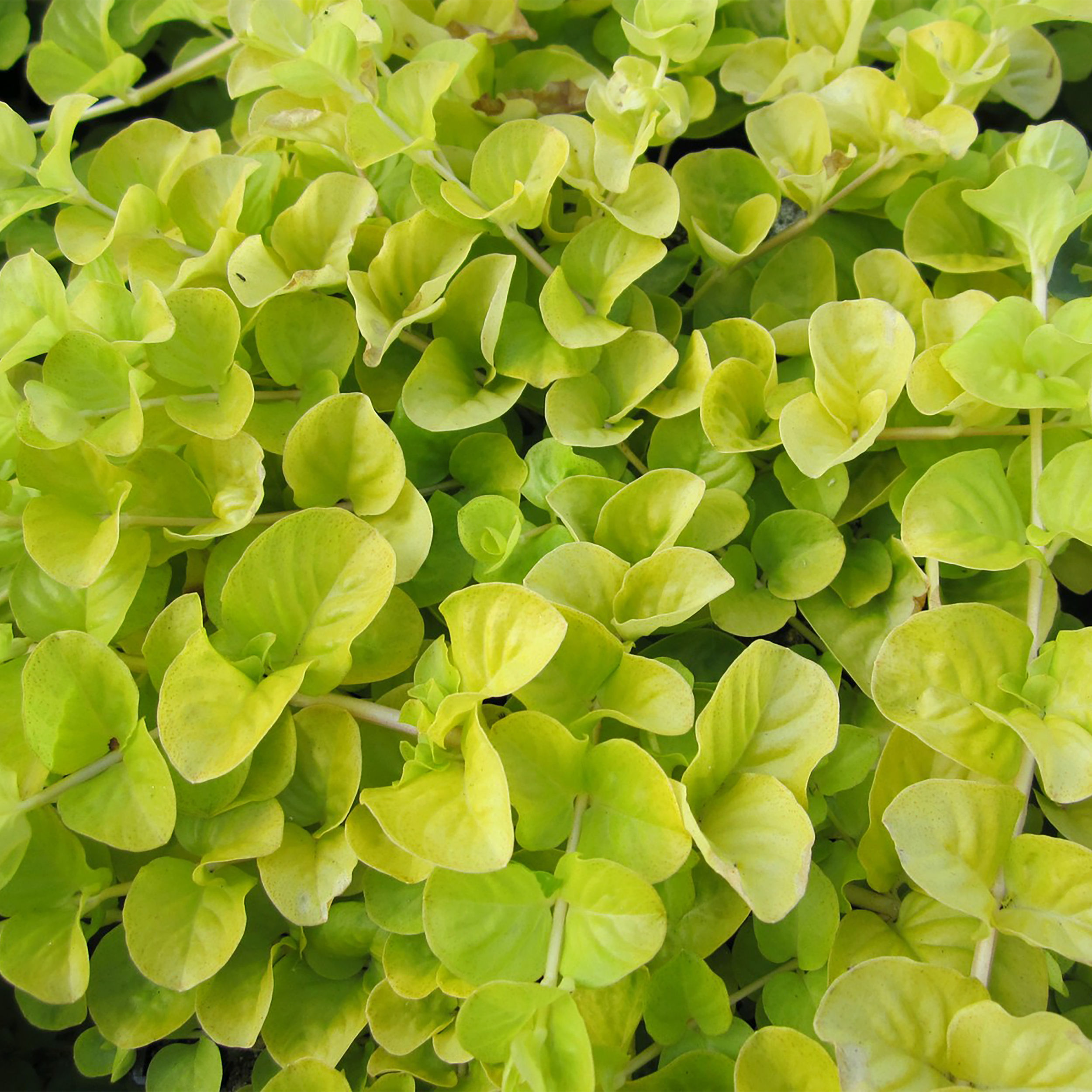 Lysimachia nummularia 'Aurea' - Golden Creeping Jenny