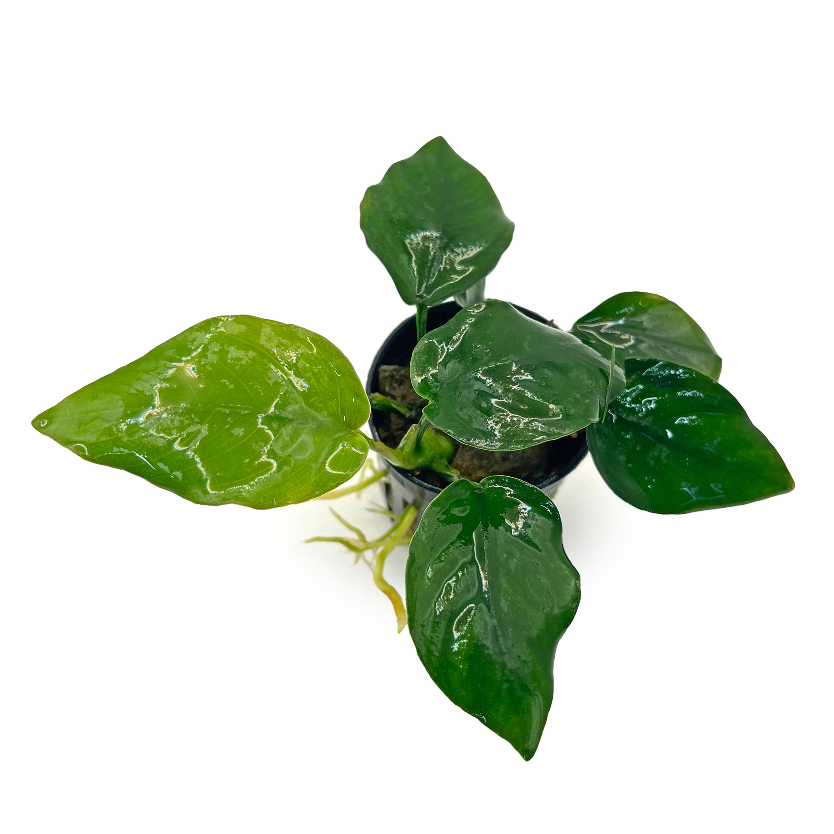 Anubias Nana Thick Leaf