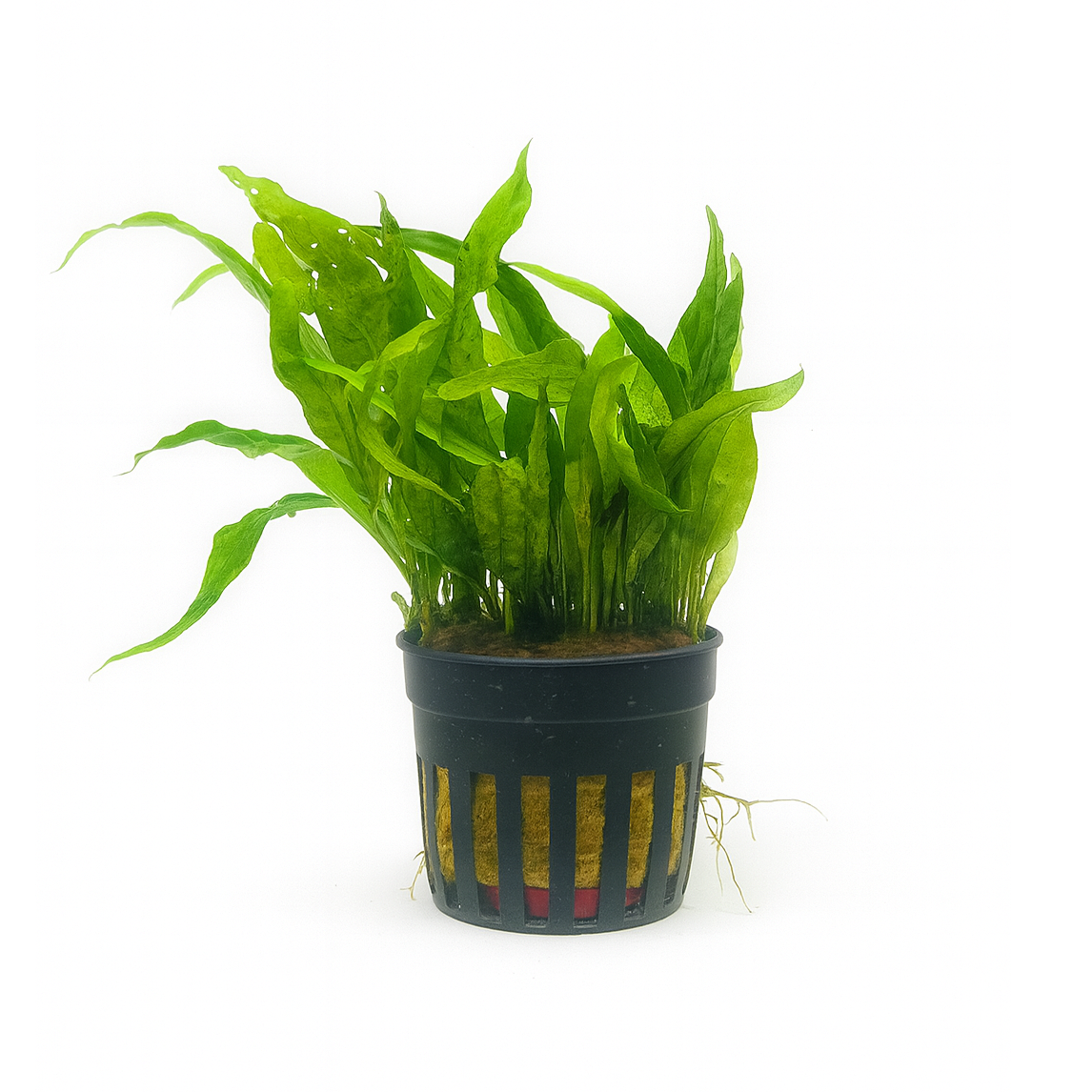 Microsorum Pteropus Narrow Leaf (Java Fern Narrow Leaf)