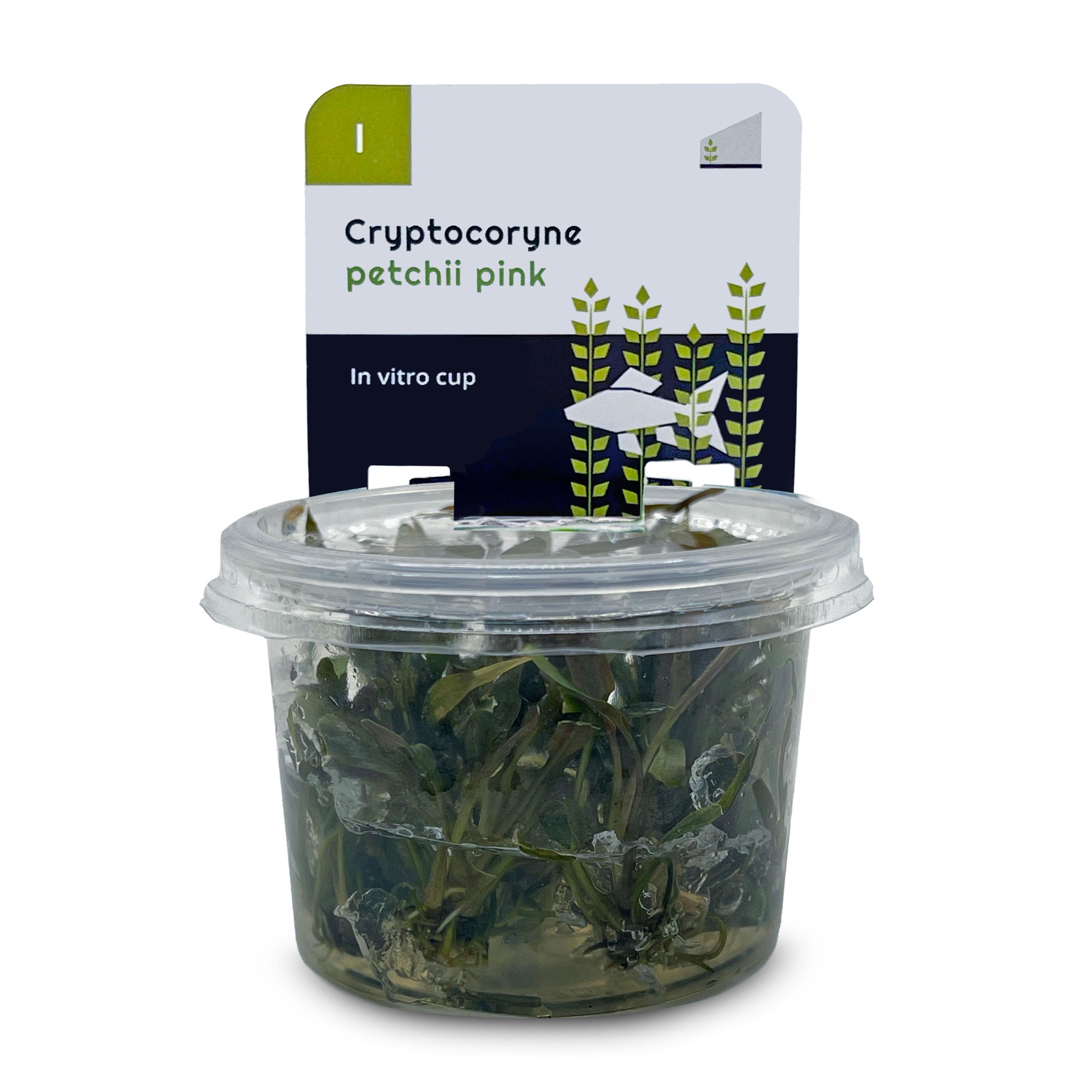 Cryptocoryne petchii ‘Pink’ (Tissue Culture / In-Vitro Pot)