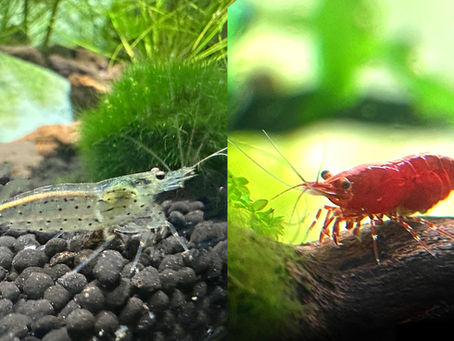Image of Amano Shrimp beside a Red Cherry Shrimp