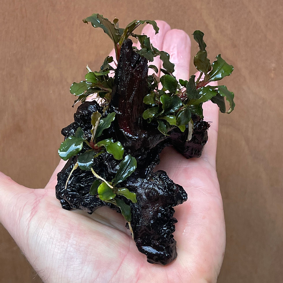 Thumbnail: Bucephalandra ‘Maia’ on Driftwood